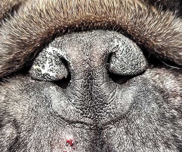 brachycephalic-dog-pug-nose